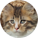 Nol CD profile picture