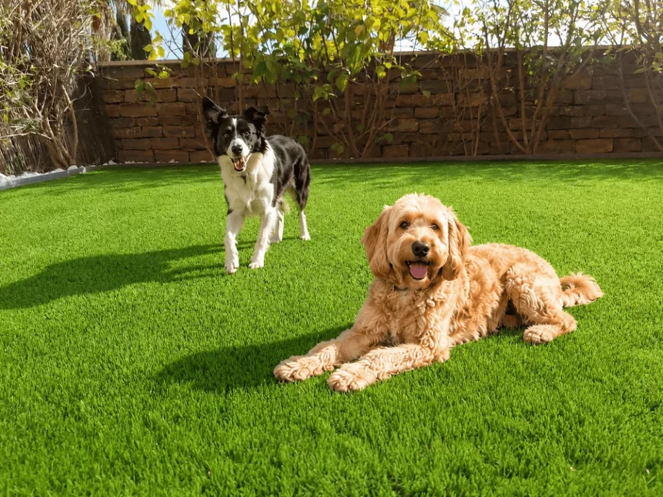 mejores tipos cesped artificial para perros